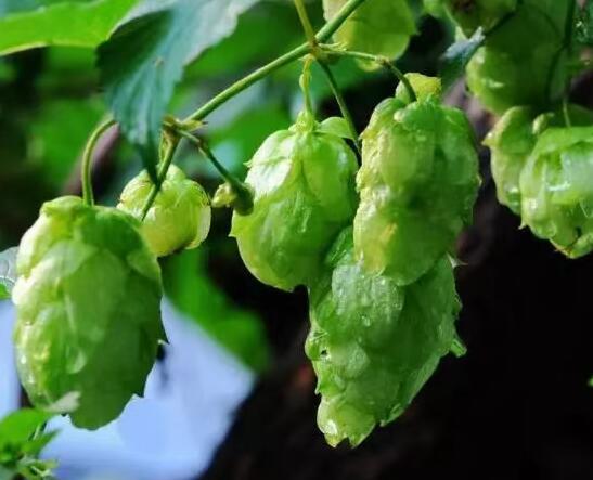 Benefits of hops
